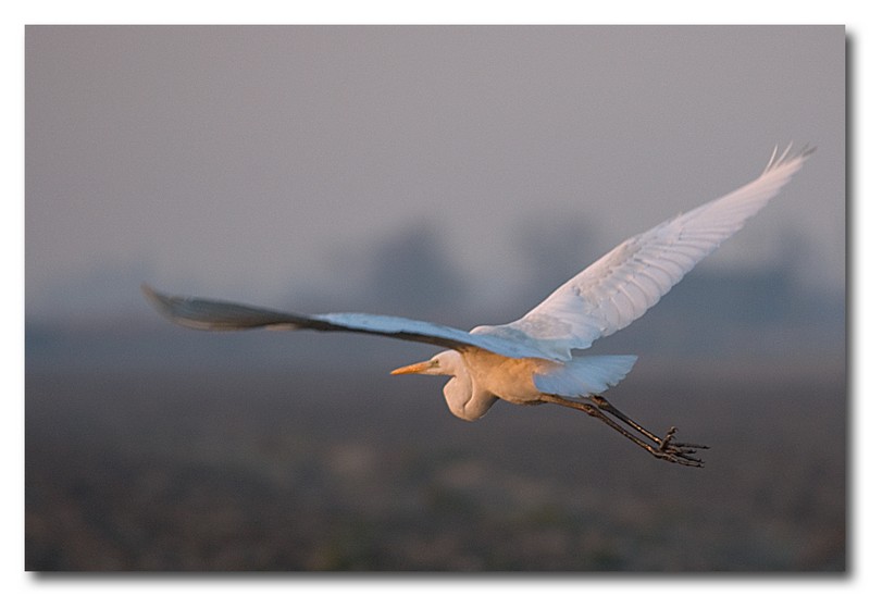 Airone bianco maggiore - Casmerodius albus